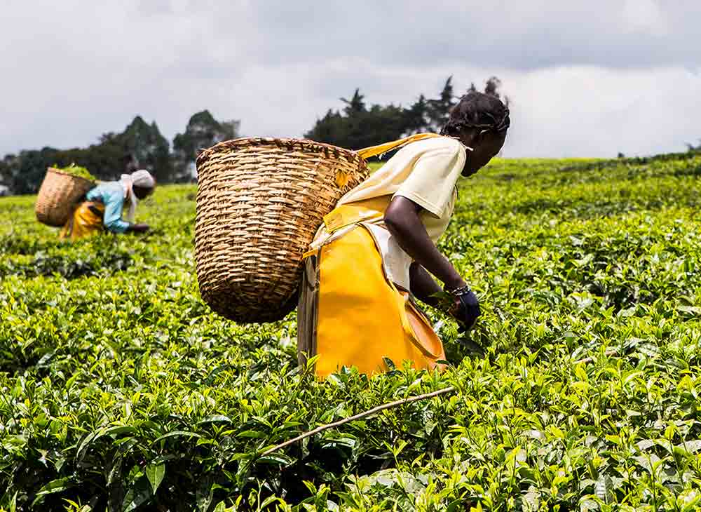 Más información sobre los tés africanos